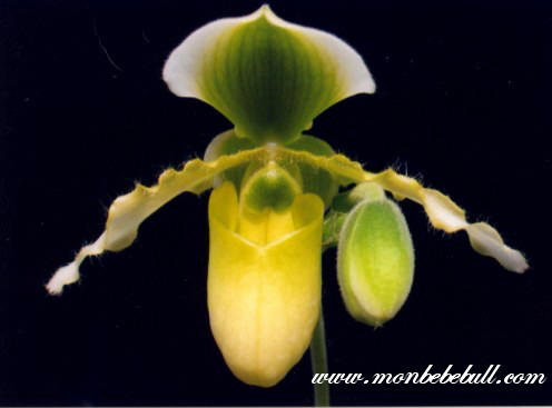 Paph primulinum.jpg